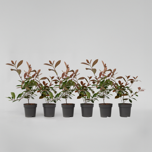 Photinia fraseri 'Red Robin' - Set van 6