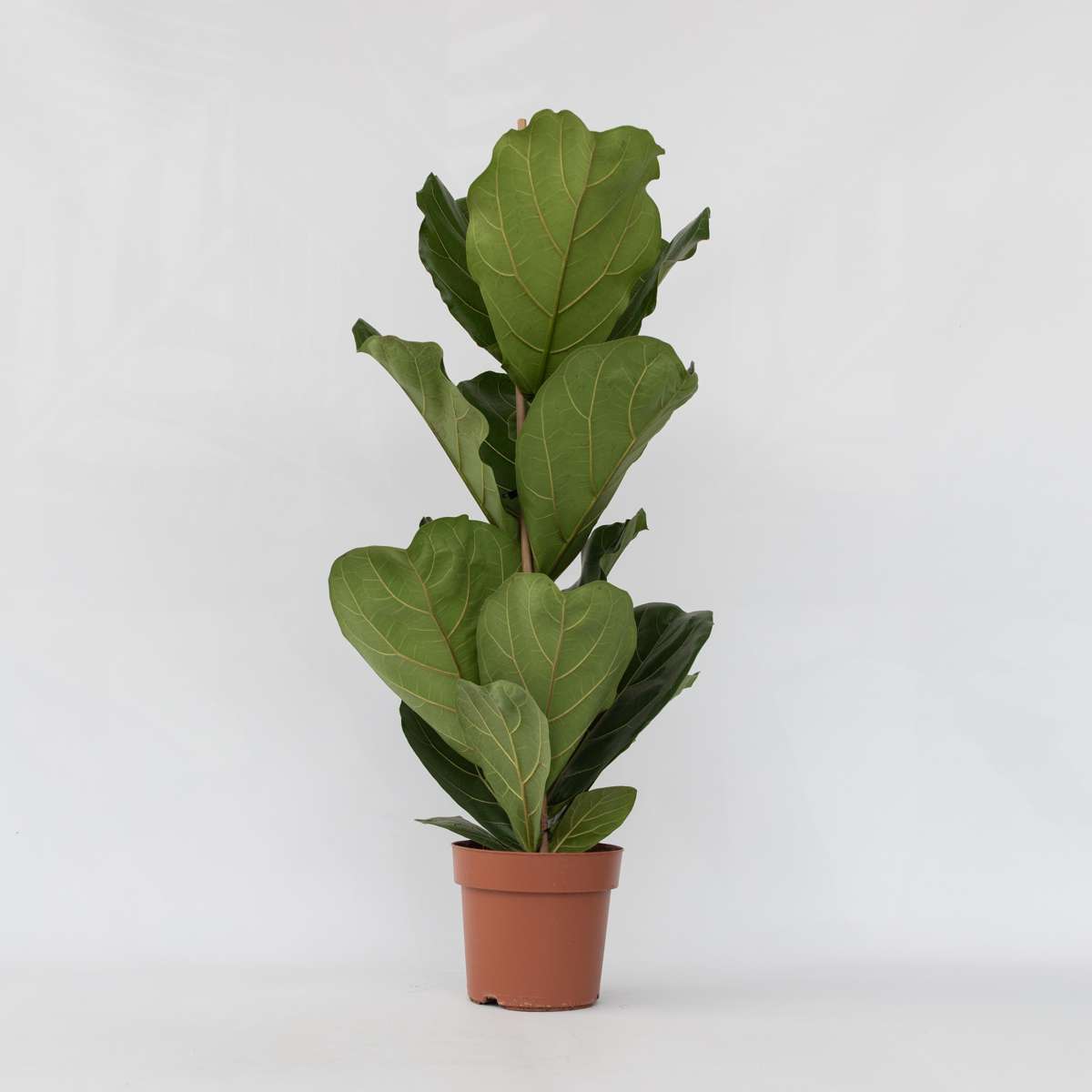 Ficus Lyrata - Vioolbladplant