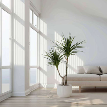 Dracaena marginata - Drakenbloedboom