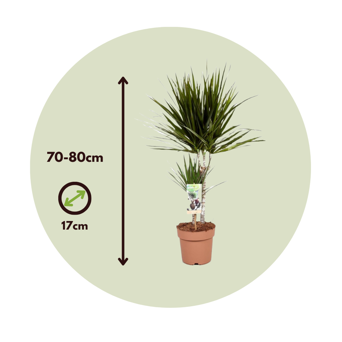 Dracaena marginata - Drakenbloedboom