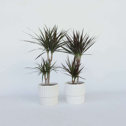Dracaena marginata - Set van 4 - Drakenbloedboom
