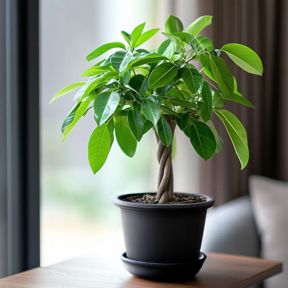Pachira aquatica 'Geldboom' - Met potgrond