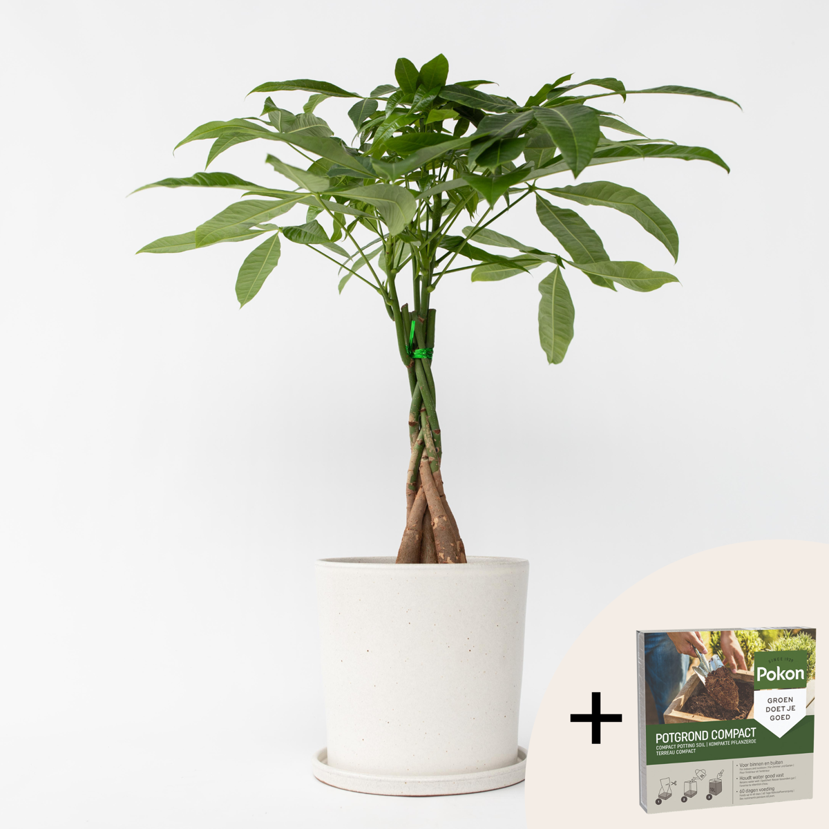 Pachira aquatica 'Geldboom' - Met potgrond