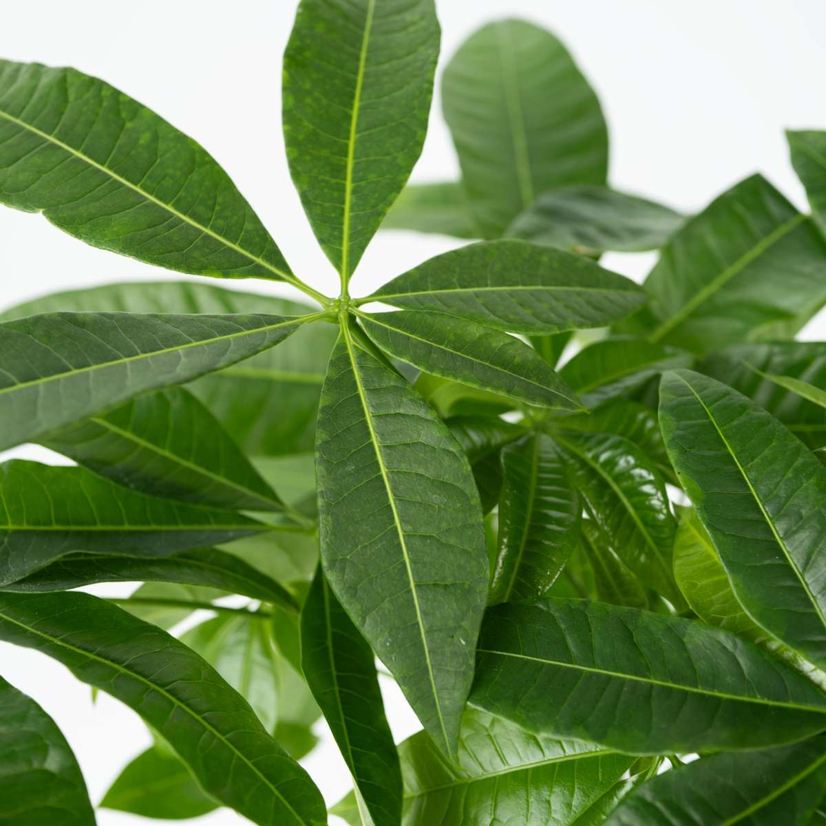 Pachira aquatica 'Geldboom' - Met potgrond