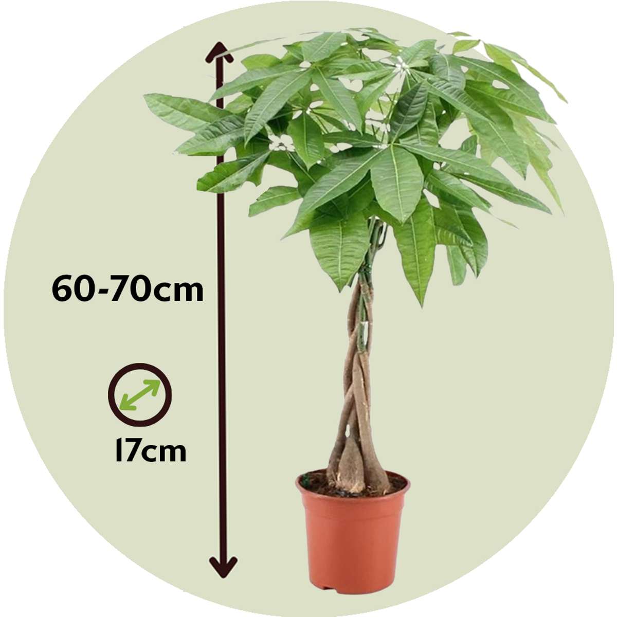 Pachira aquatica 'Geldboom' - Met potgrond