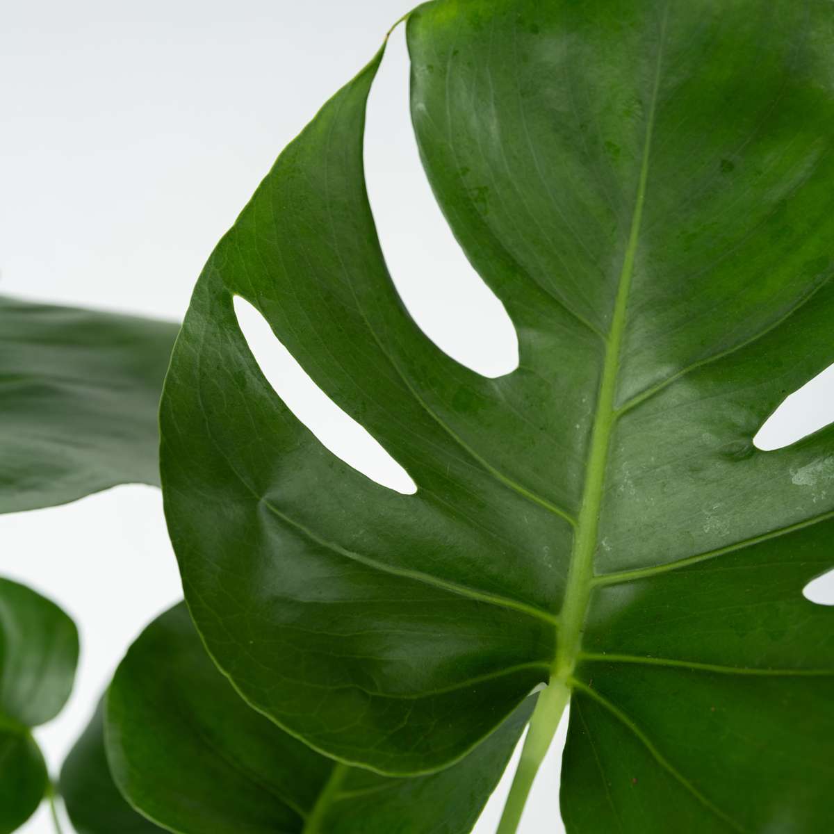 Monstera Deliciosa - Inclusief plantenvoeding