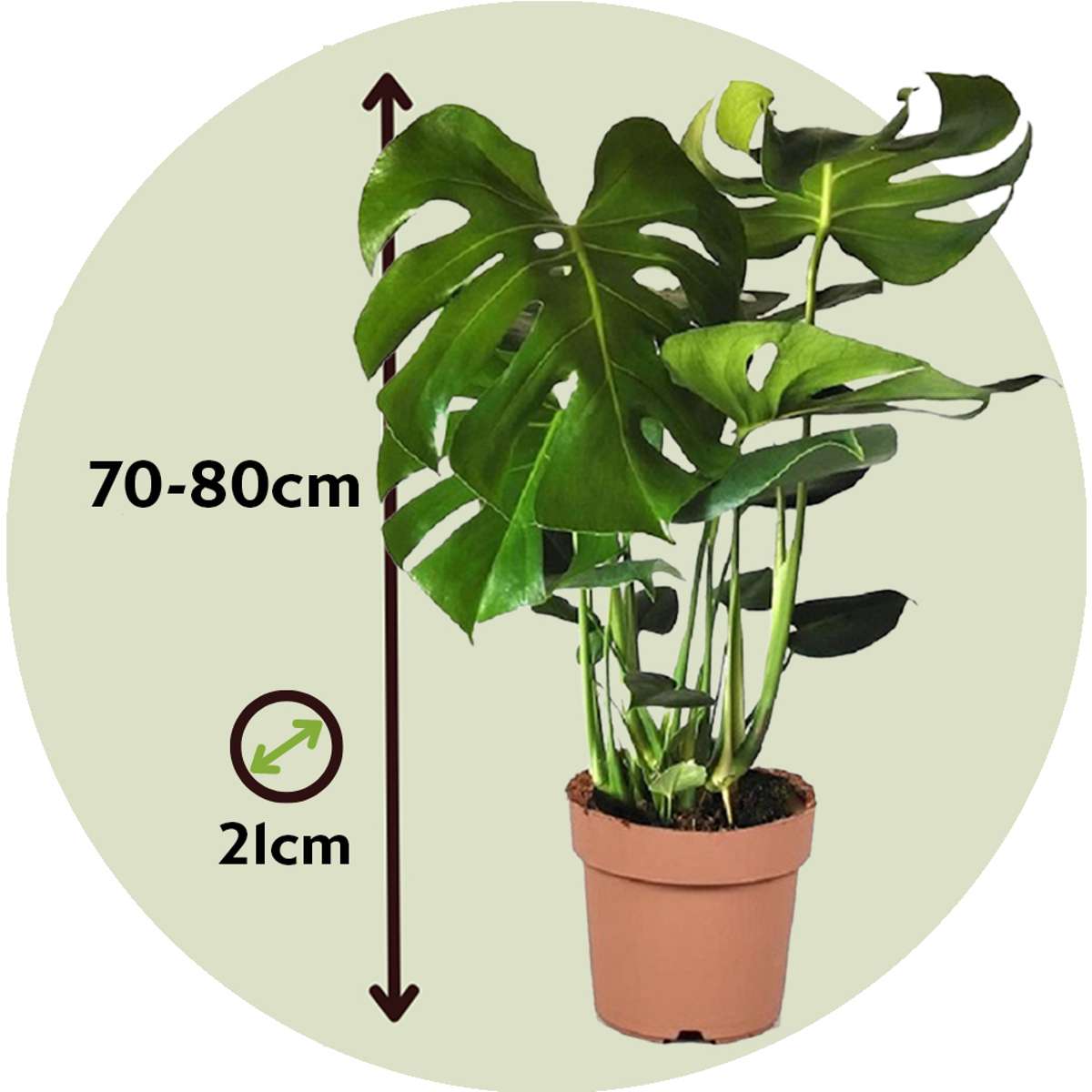 Monstera Deliciosa XL - Set van 2 - Gatenplant
