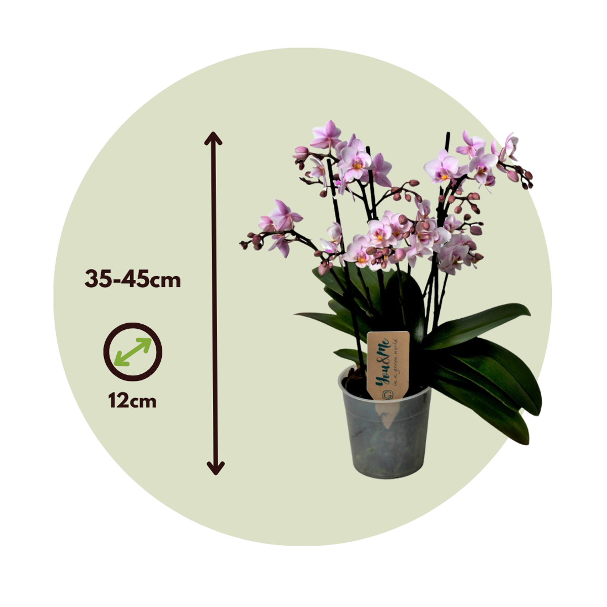Phalaenopsis Multiflora - Orchidee roze