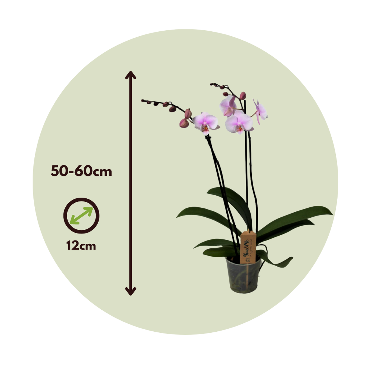 Phalaenopsis - Orchidee Roze