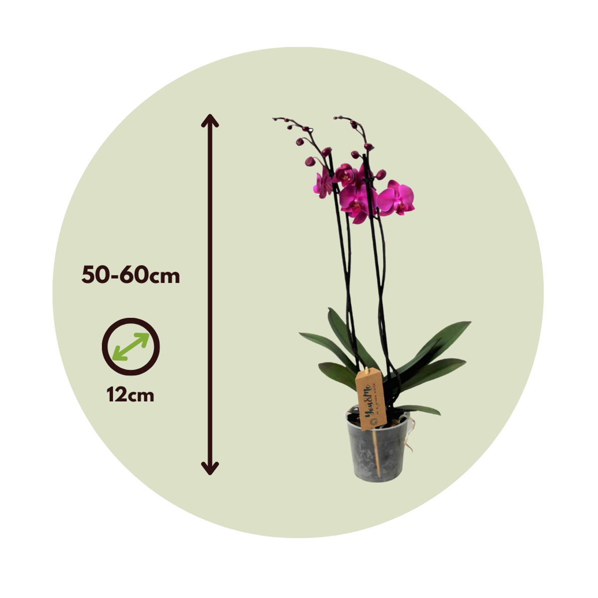 Phalaenopsis - Orchidee Paars