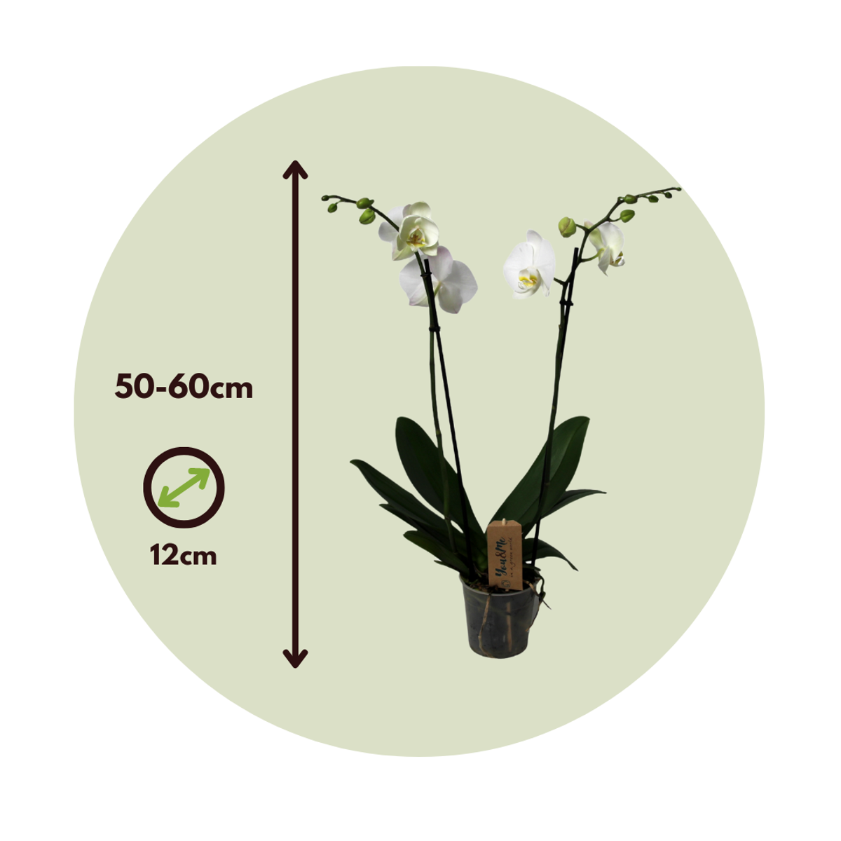 Phalaenopsis - Orchidee Wit