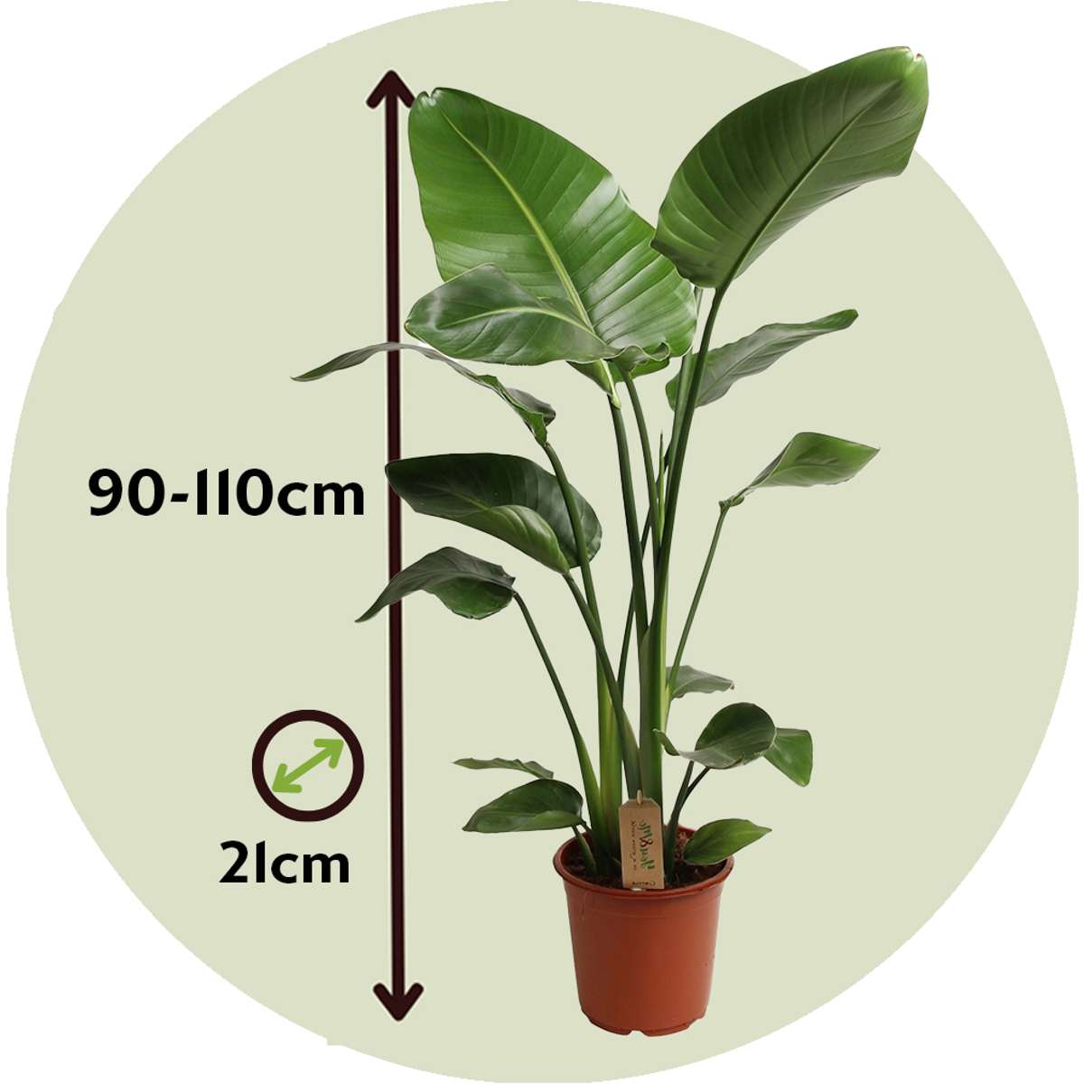 Strelitzia Nicolai - Paradijsvogelbloem - Met potgrond