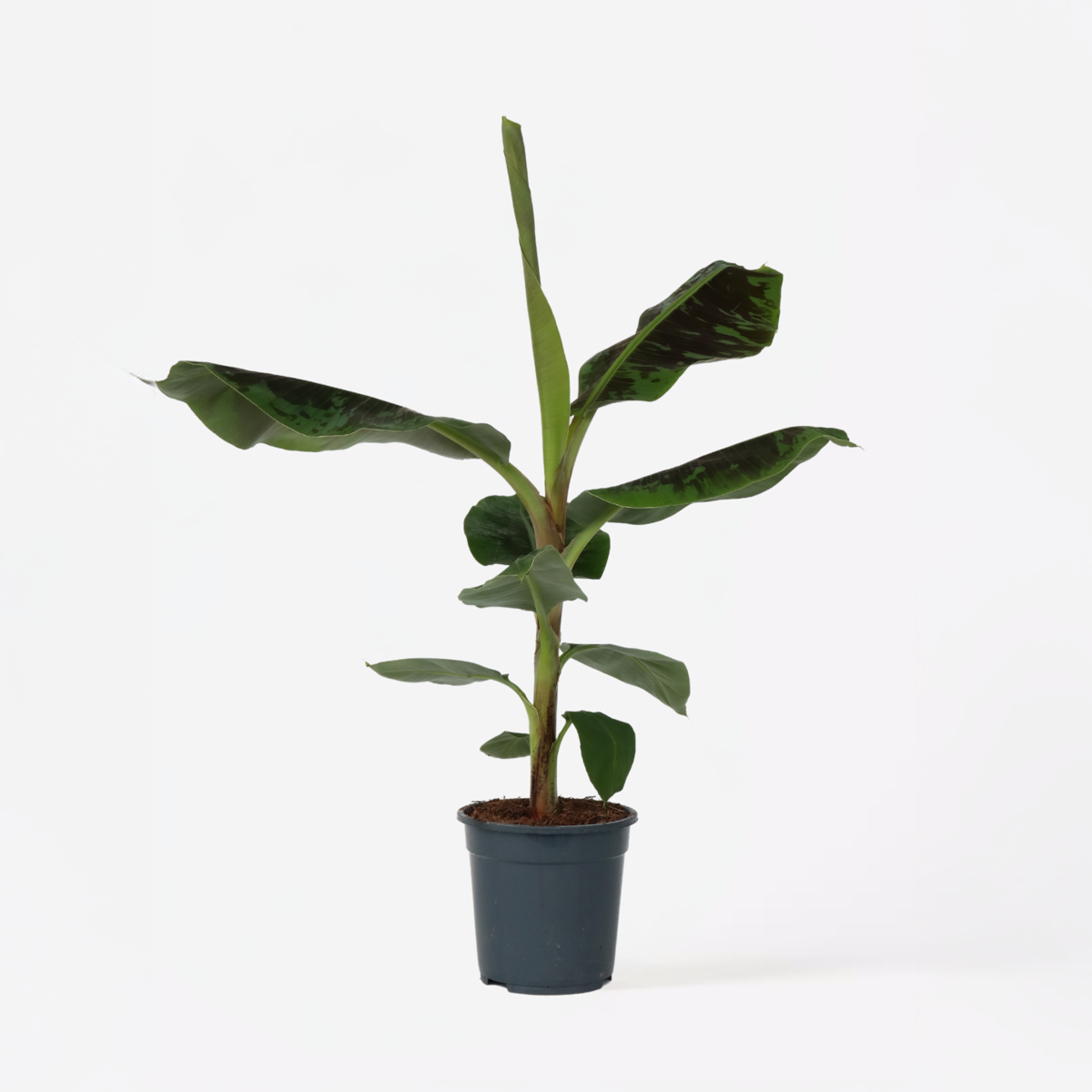 Musa Cavendish - Dwergcavendish