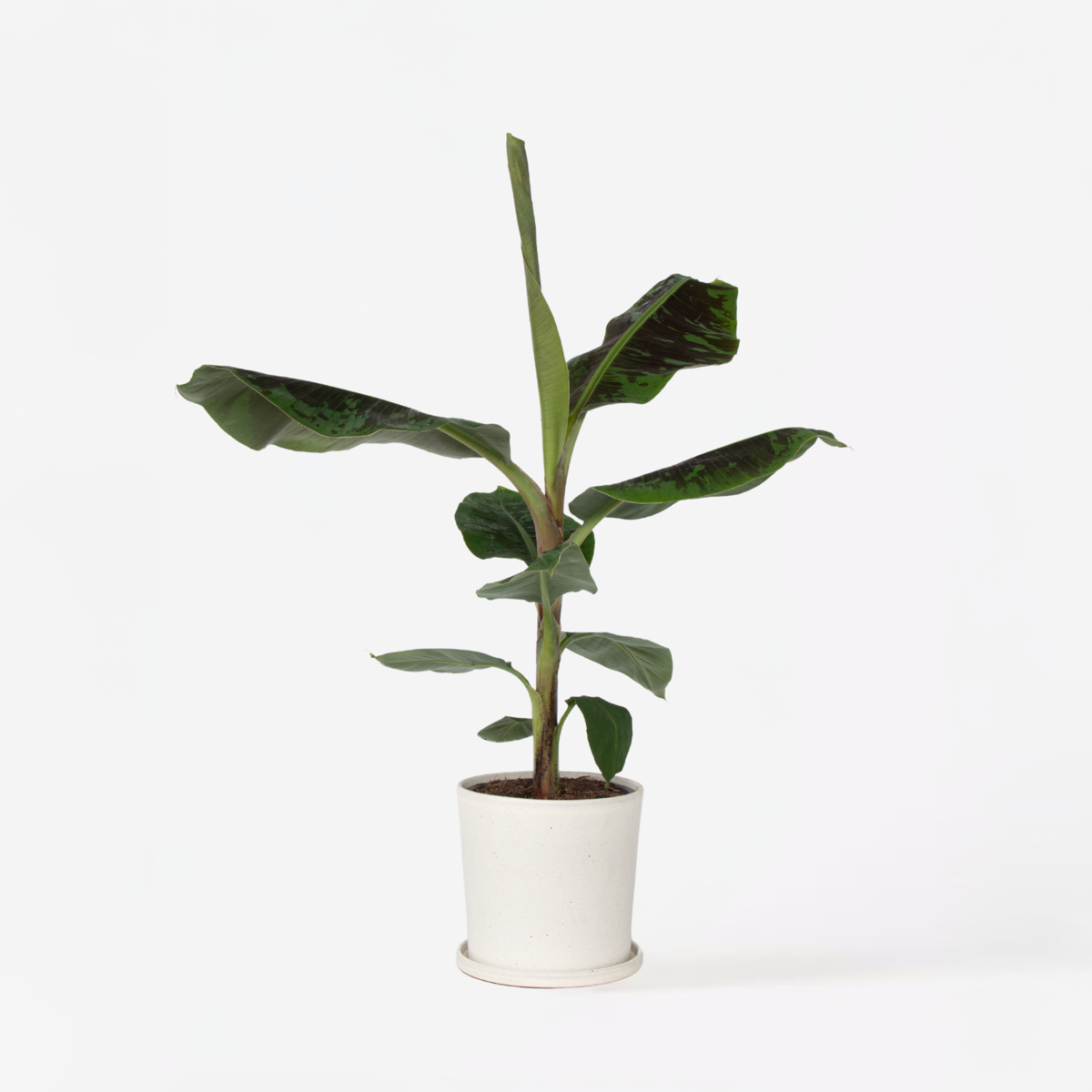 Musa Cavendish - Dwergcavendish