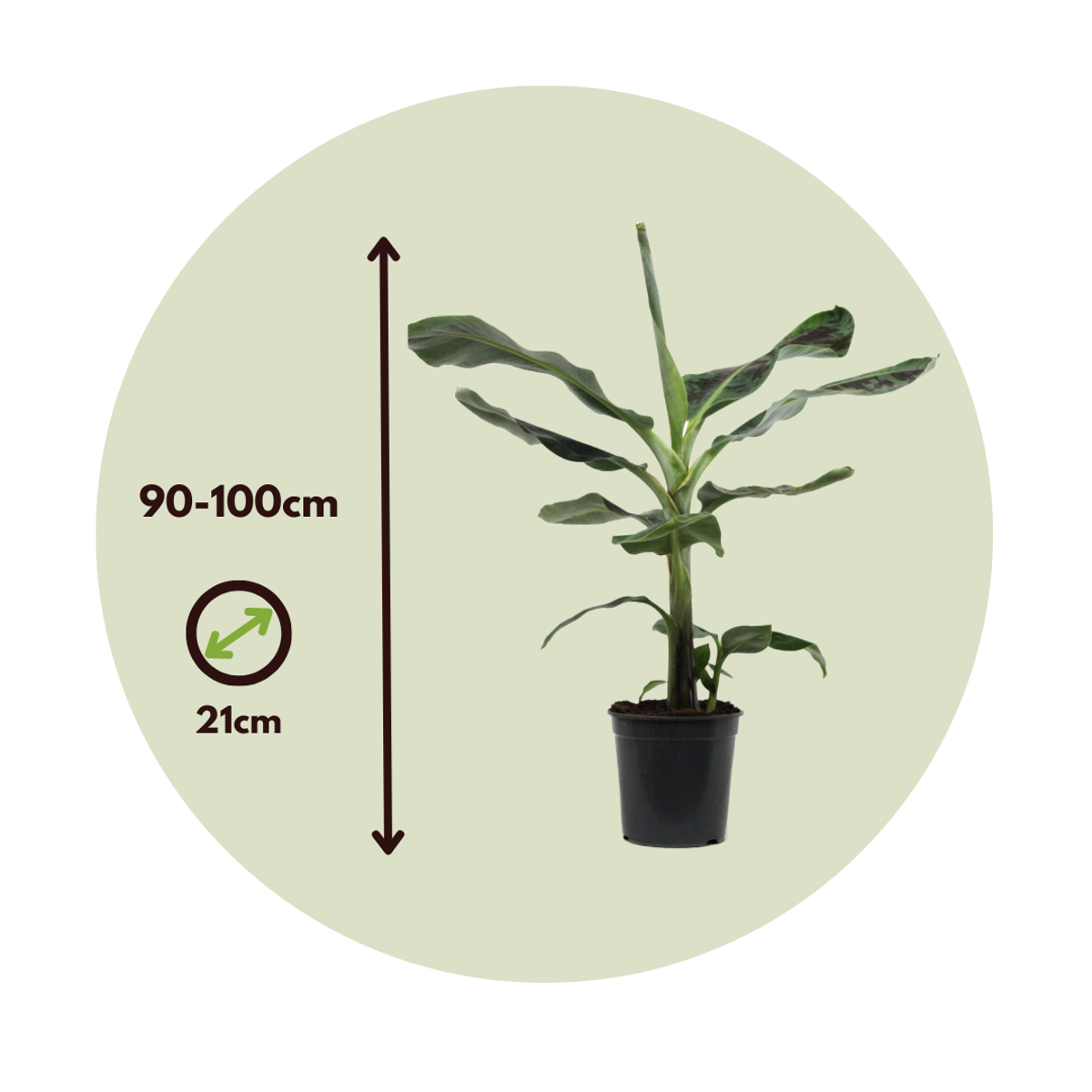 Musa Cavendish - Dwergcavendish