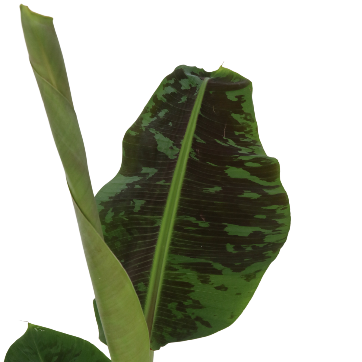 Musa Cavendish - Set van 2 - Dwarf Cavendish