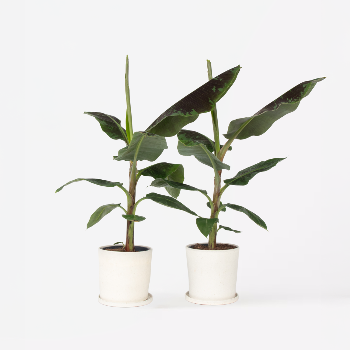 Musa Cavendish - Set van 2 - Dwarf Cavendish