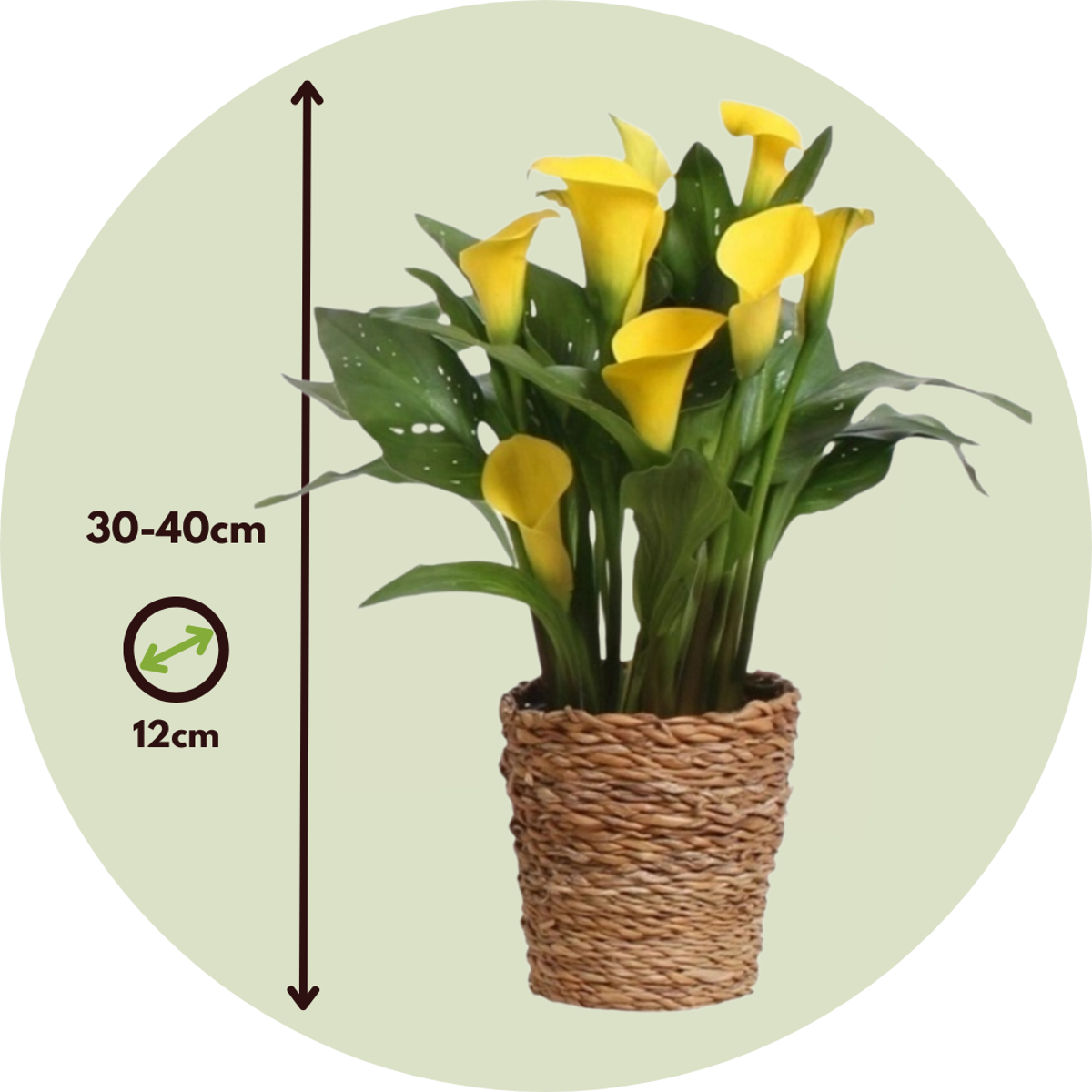 Calla 'Ruby' - Aronskelk - Geel