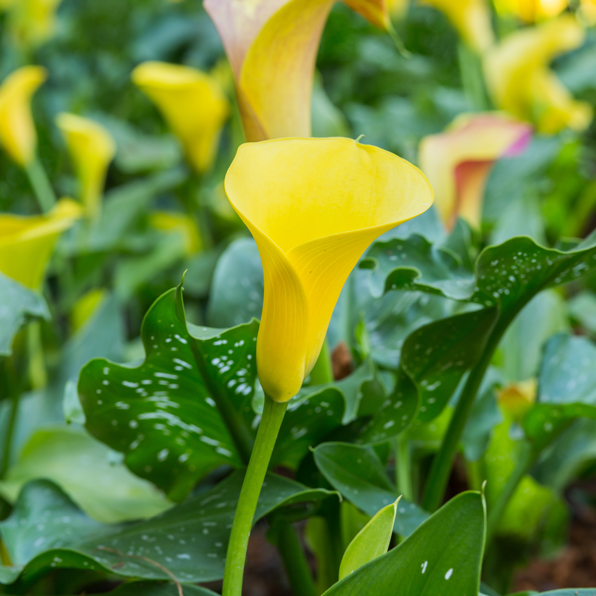 Calla 'Ruby' - Aronskelk - Geel