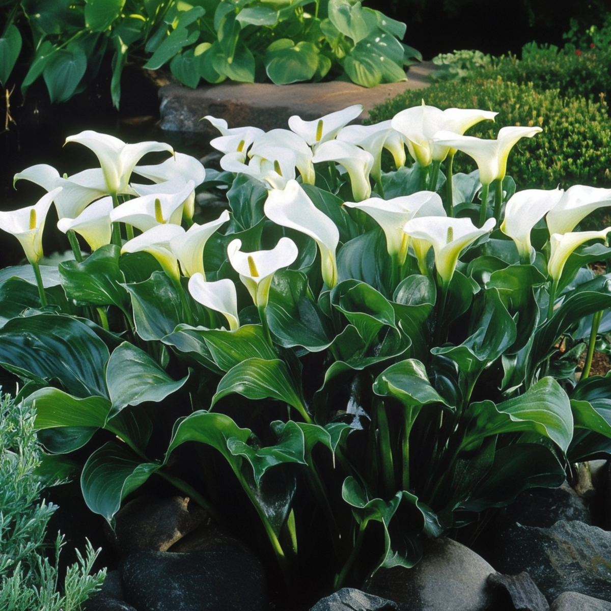 Calla 'Ruby' - Aronskelk - Wit