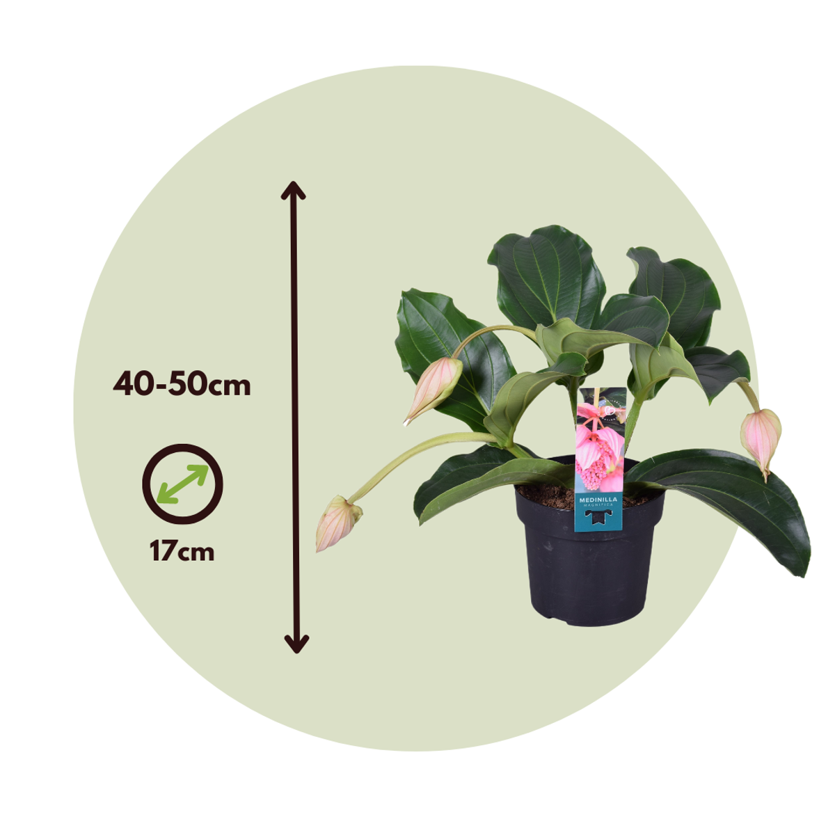 Medinilla Magnifica - 2 stuks - Trosbloem