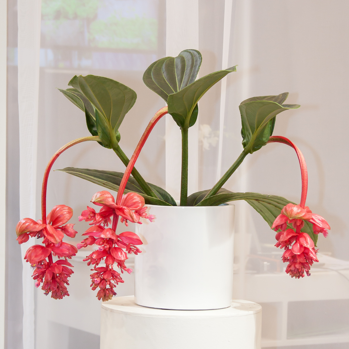 Medinilla Magnifica - 2 stuks - Trosbloem