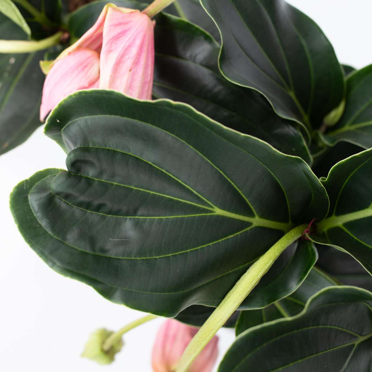Medinilla Magnifica - 2 stuks - Trosbloem