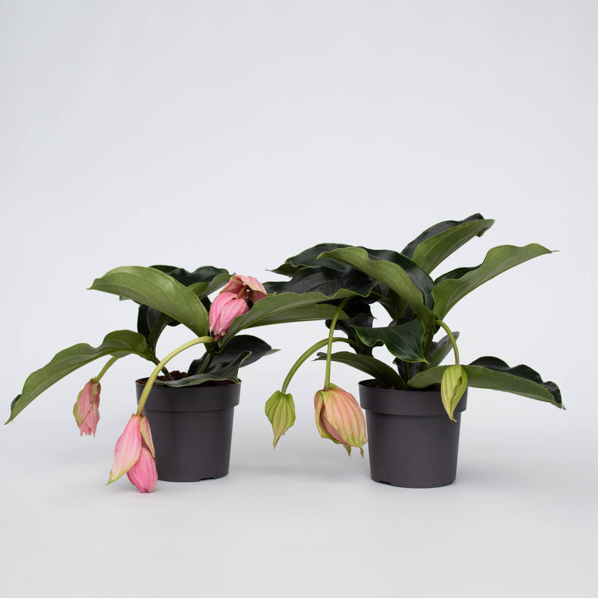 Medinilla Magnifica - 2 stuks - Trosbloem