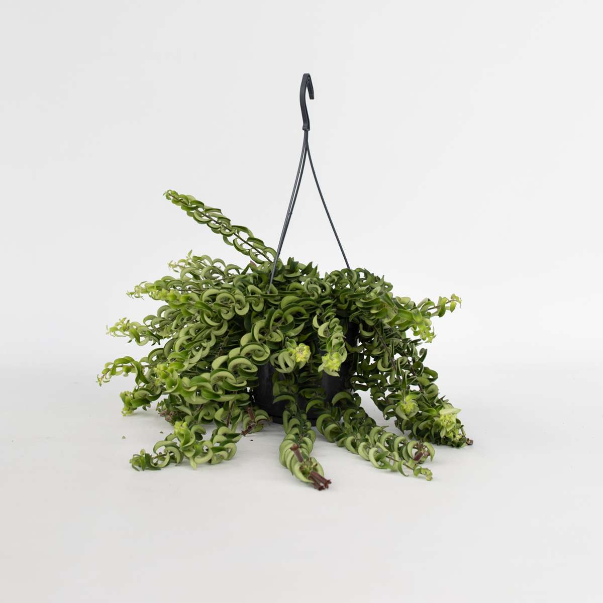 Aeschynantus Twister - Lippenstiftplant - Hangplant