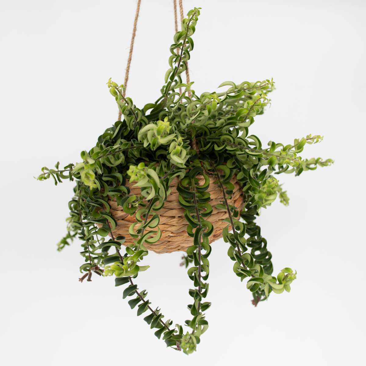 Aeschynantus Twister - Lippenstiftplant - Hangplant