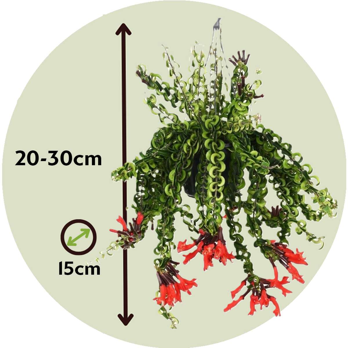 Aeschynantus Twister - Set van 2 - Lippenstiftplant