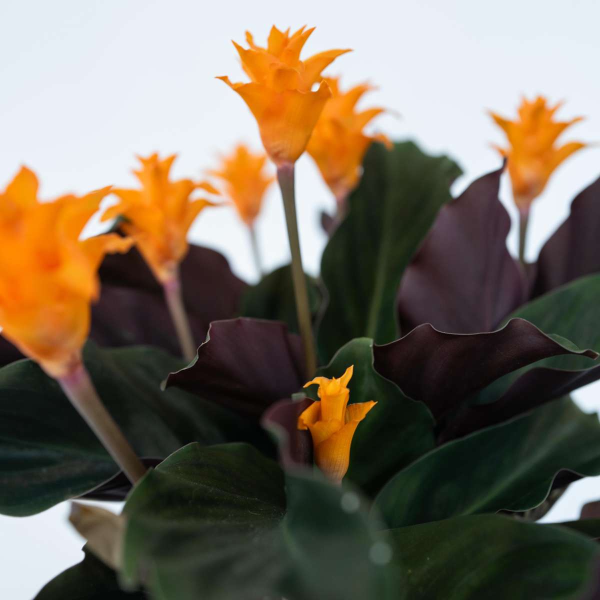 Calathea crocata 'Tassmania' - Met potgrond