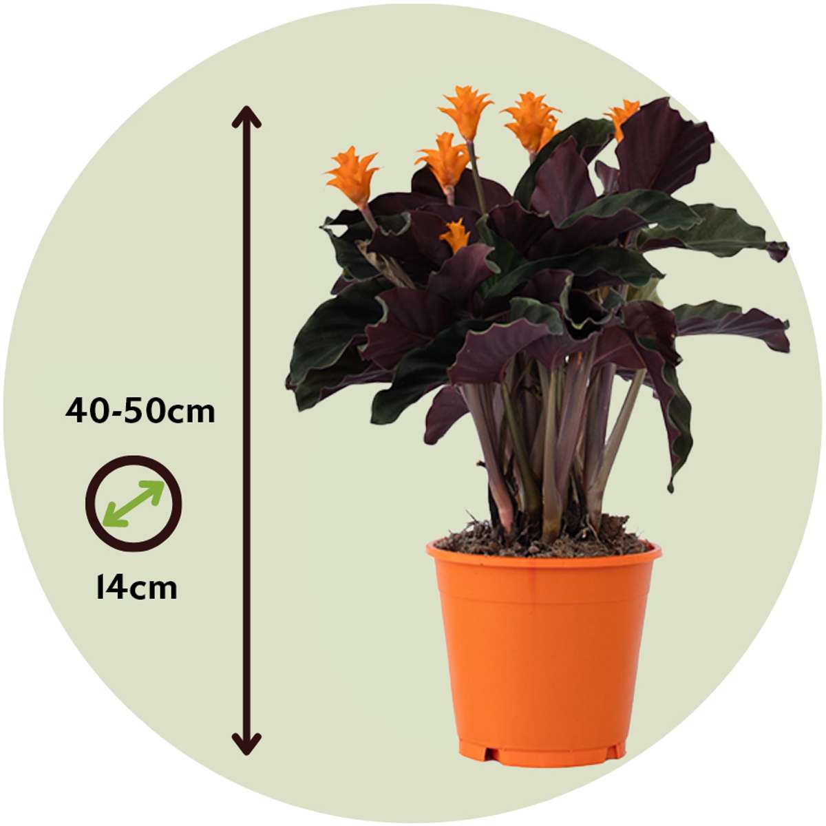 Calathea crocata 'Tassmania' - Met potgrond