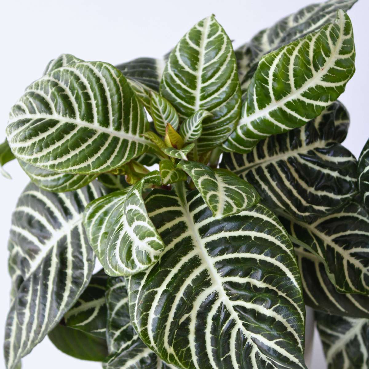 Aphelandra - Set van 4 - Zebraplant