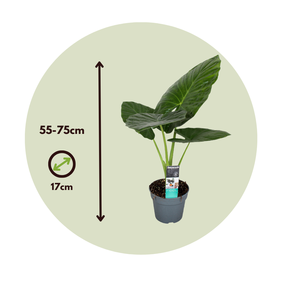 Alocasia 'Odora' - Set van 2 - Olifantsoor
