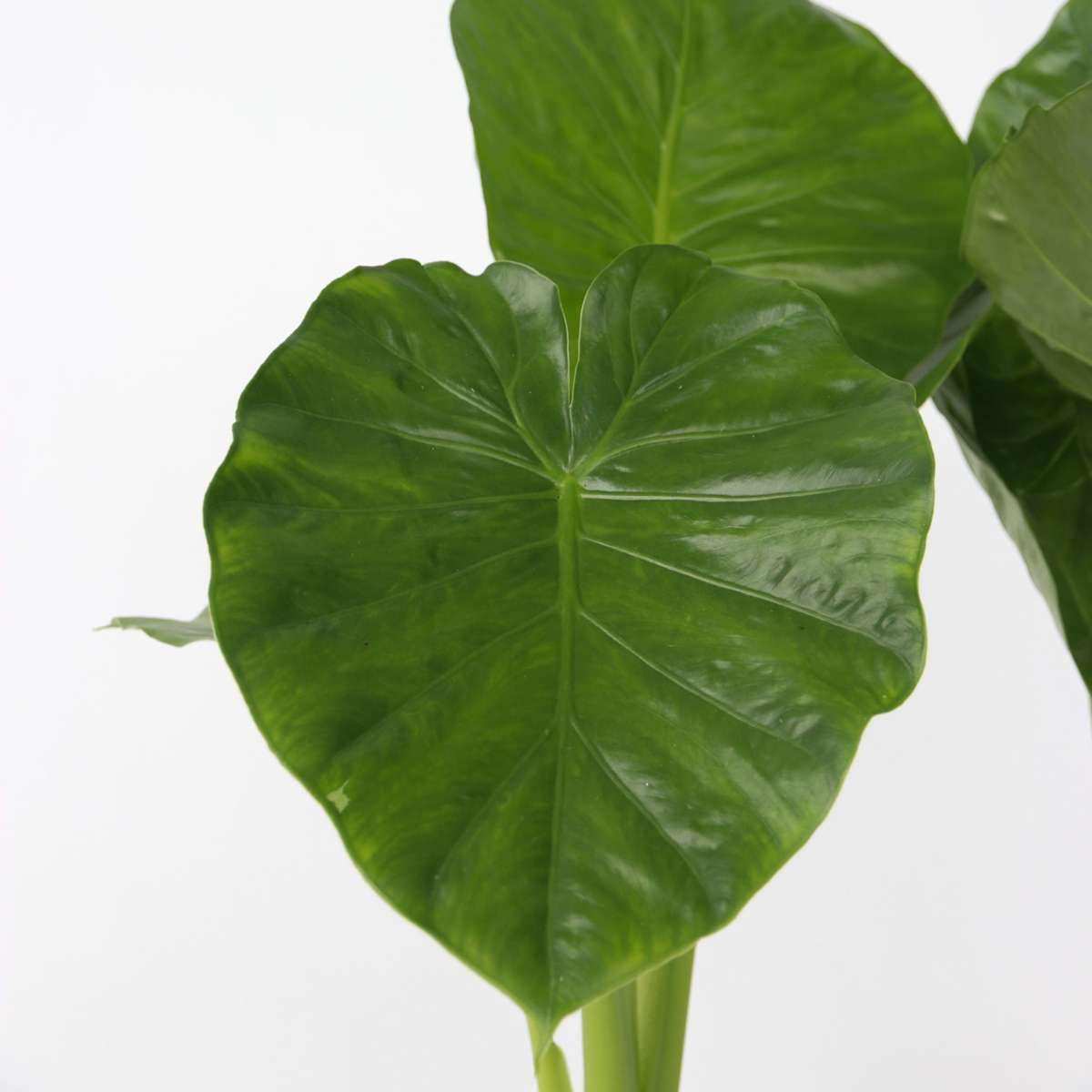 Alocasia 'Odora' - Set van 2 - Olifantsoor