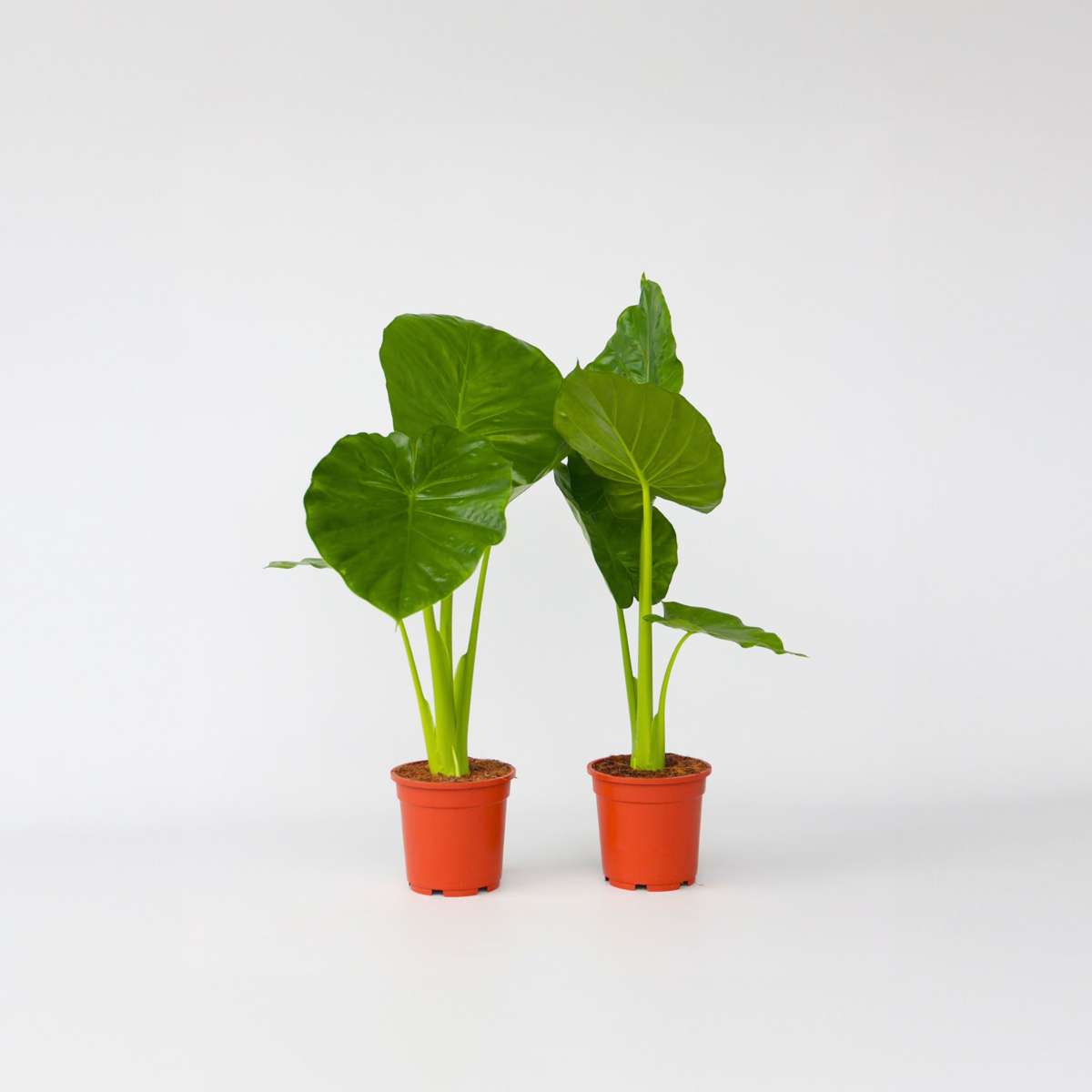 Alocasia 'Odora' - Set van 2 - Olifantsoor