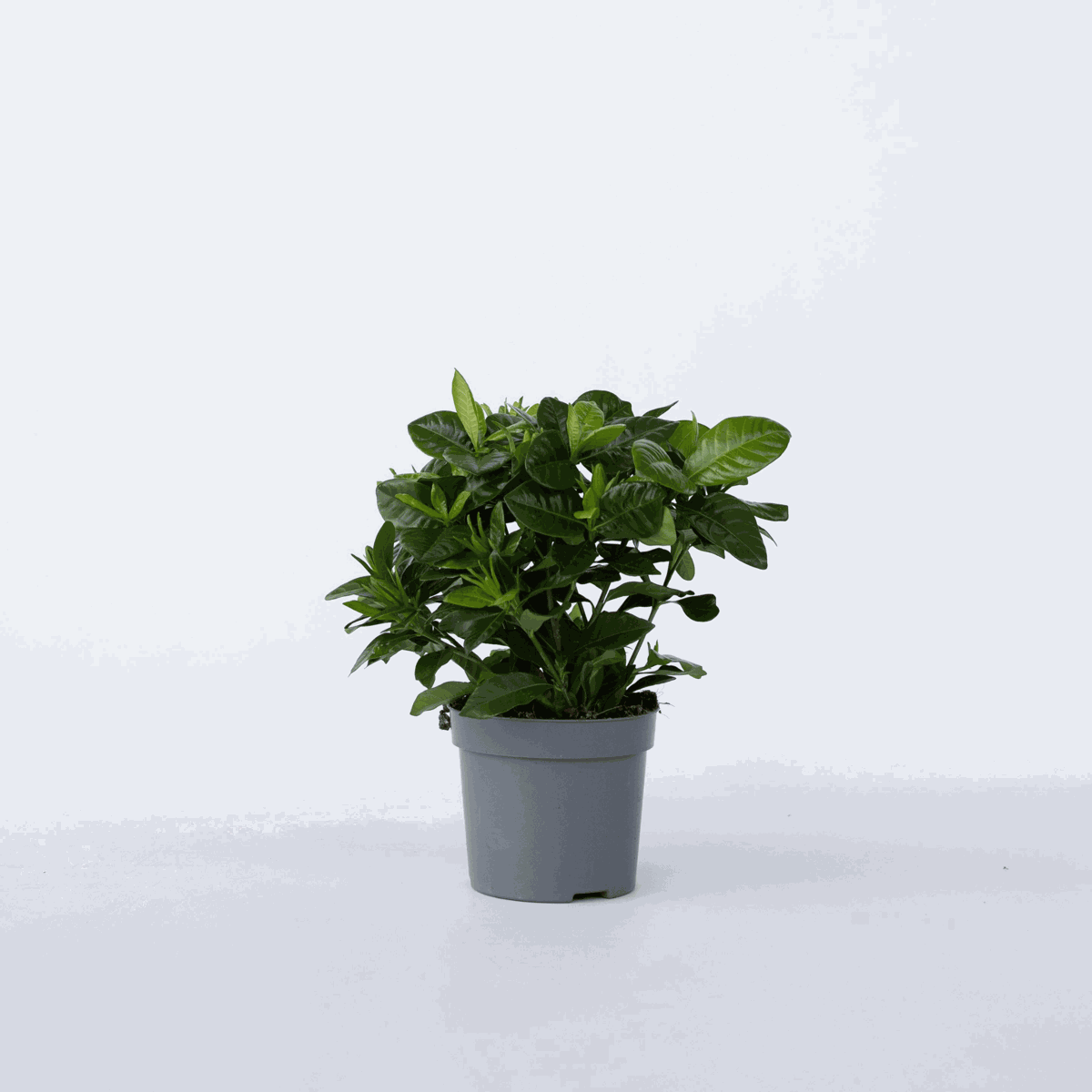 Gardenia Jasminoides - Witte bloemen - Jasmijn