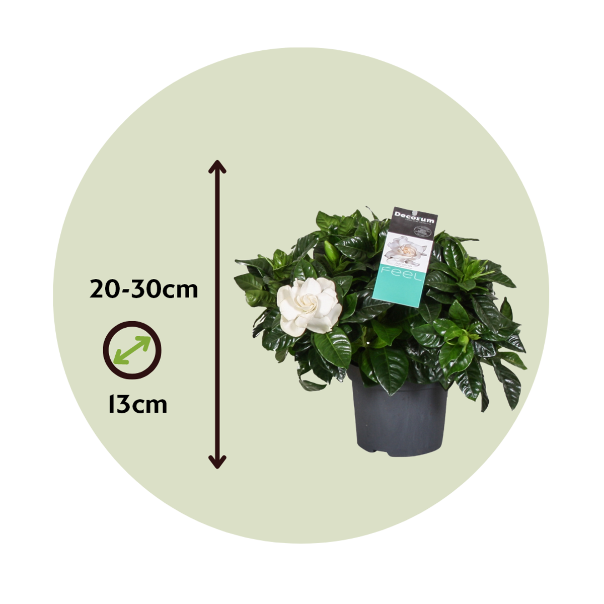 Gardenia Jasminoides - Witte bloemen - Jasmijn