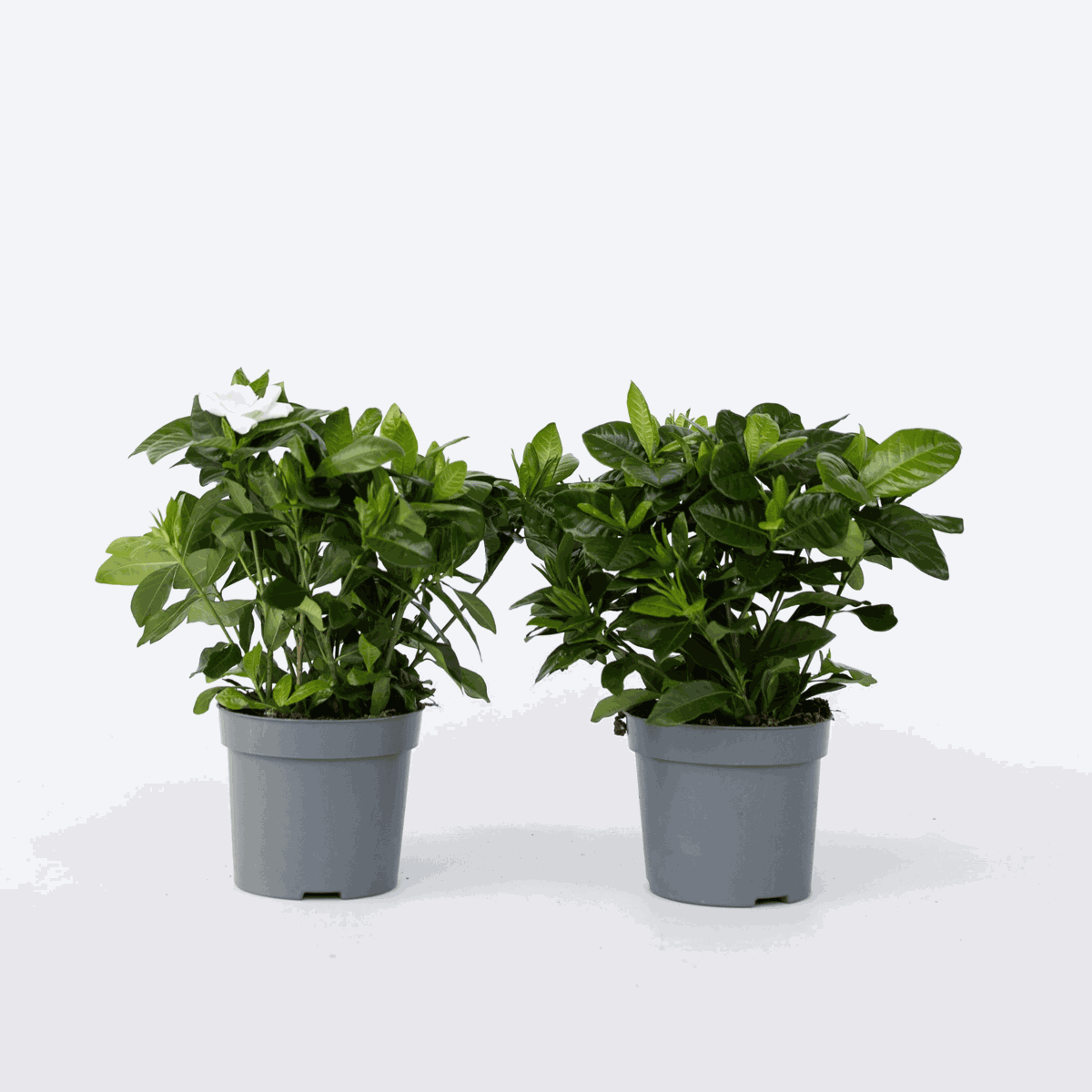 Gardenia Jasminoides - Set van 2 - Jasmijn