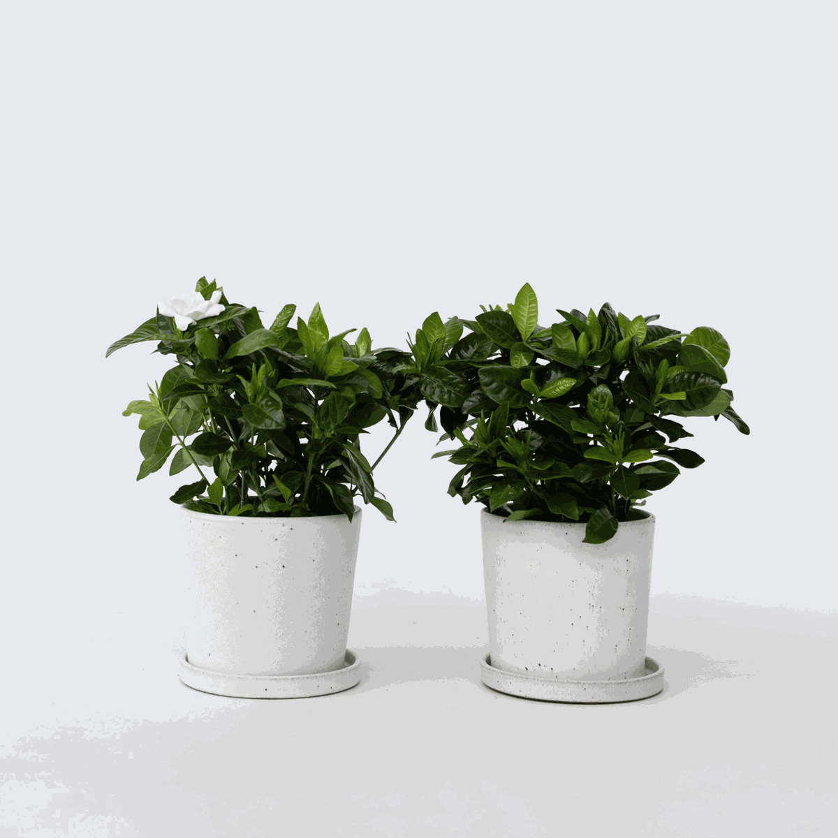 Gardenia Jasminoides - Set van 2 - Jasmijn