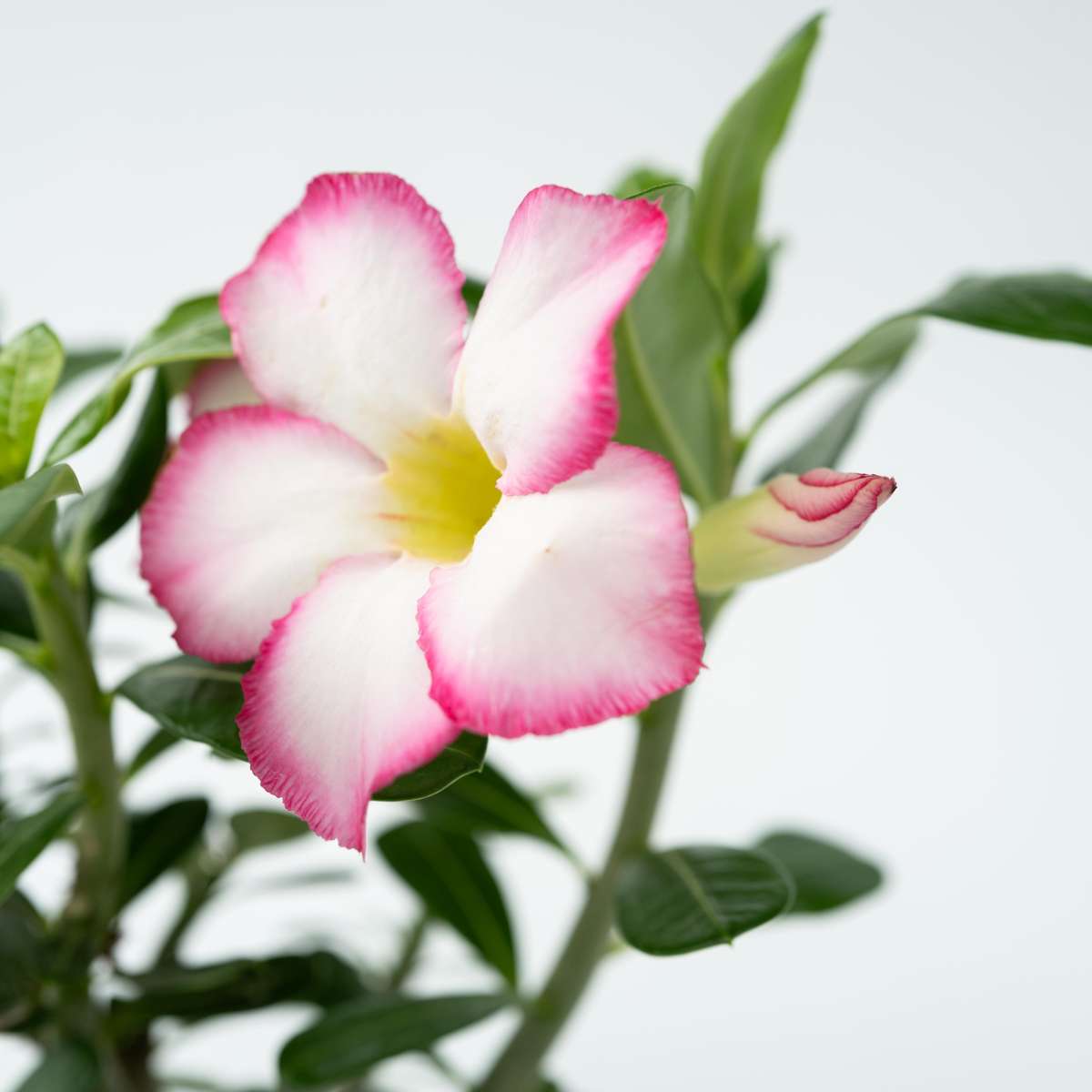 Adenium obesum - Wit - Woestijnroos
