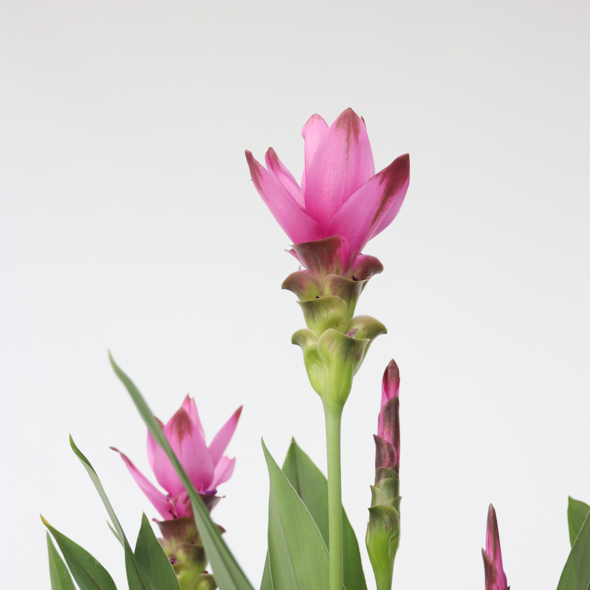 Curcuma Alismatifolia Siam 'Supreme' - Set van 2