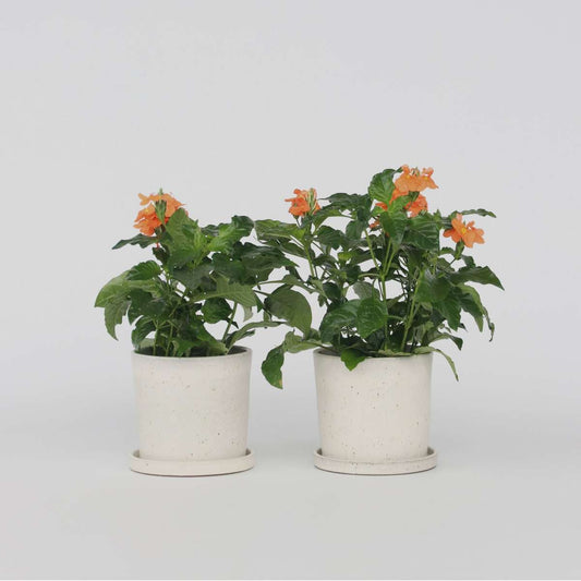 Crossandra 'Fortuna' - Set van 2