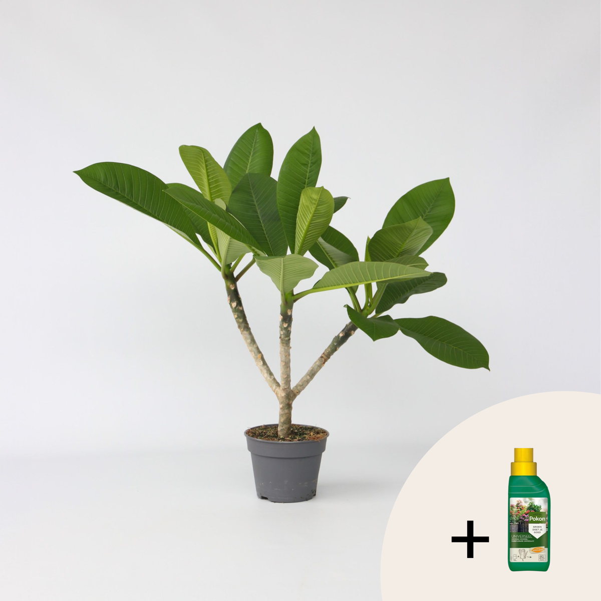 Plumeria Frangipani Hawaii - Met plantenvoeding