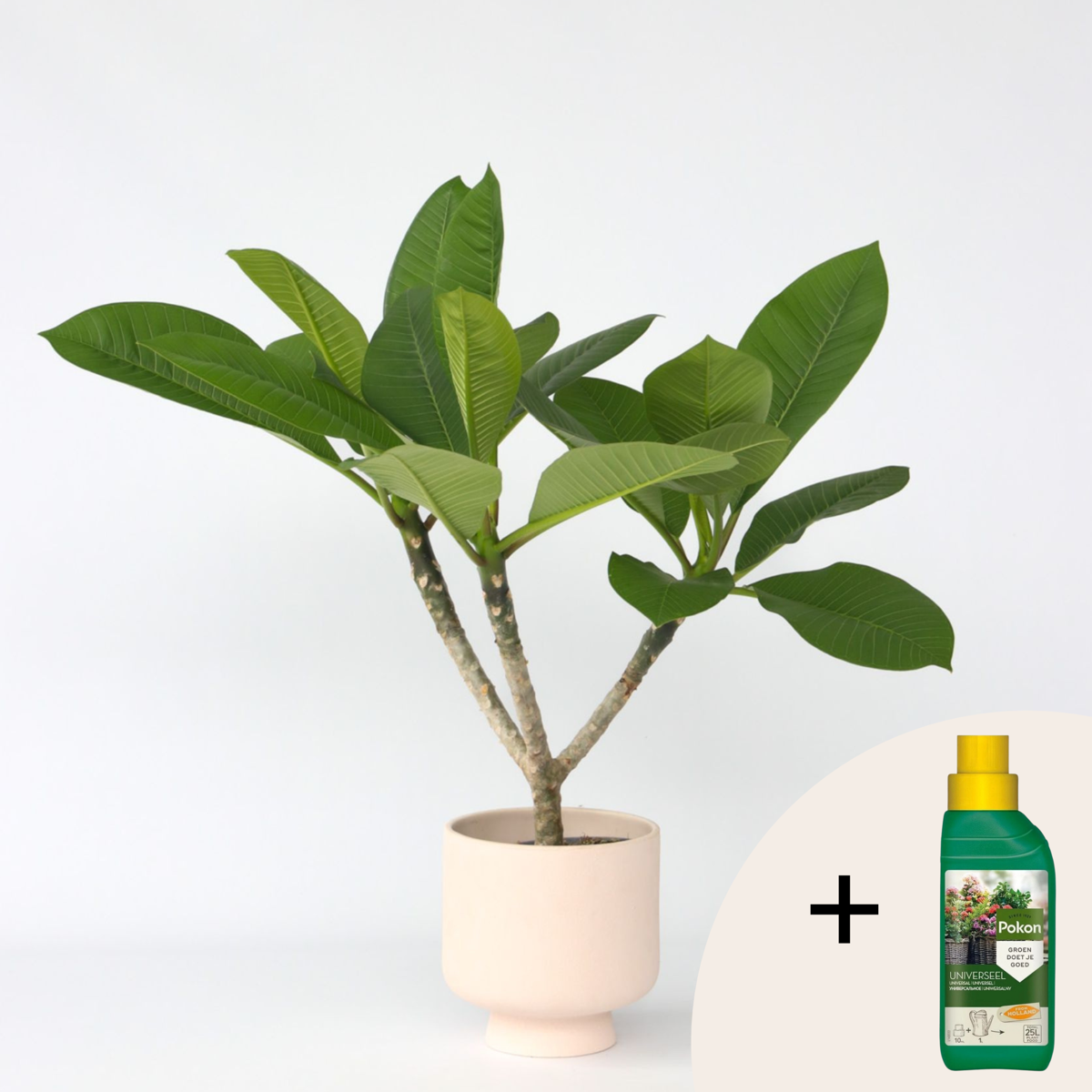 Plumeria Frangipani Hawaii - Met plantenvoeding