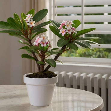 Plumeria Frangipani Hawaii - Set van 2