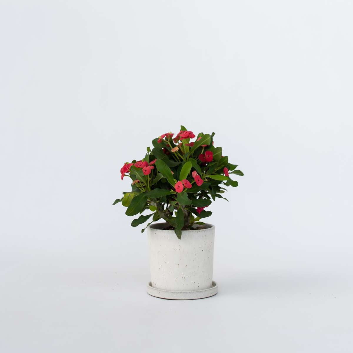 Euphorbia Milii - Christusdoorn