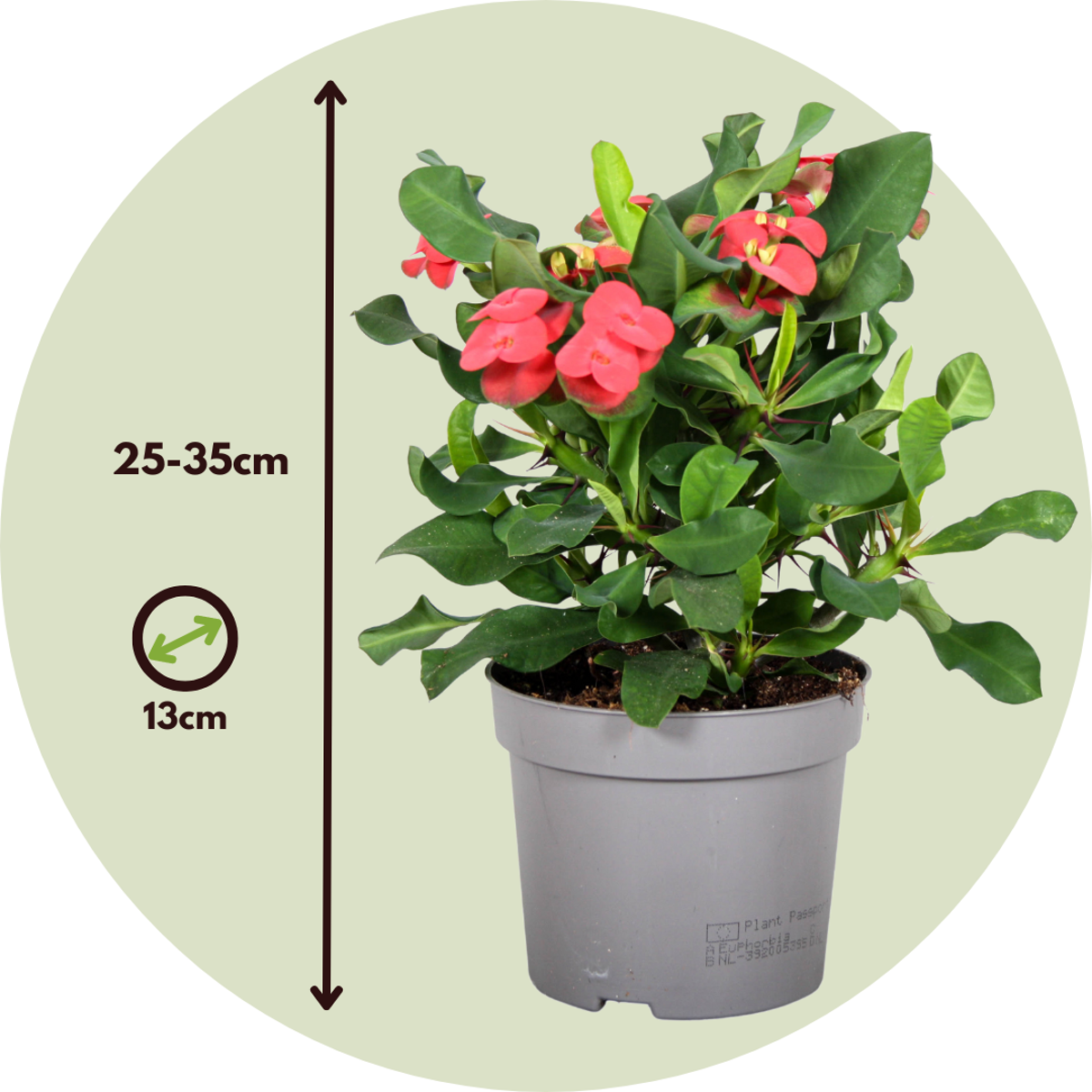Euphorbia Milii - Christusdoorn