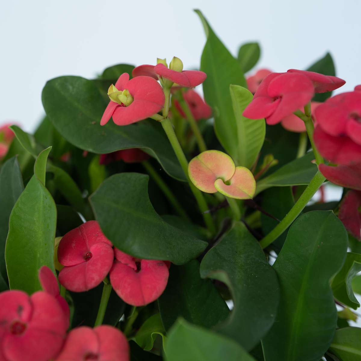 Euphorbia Milii - Set van 2 - Christusdoorn